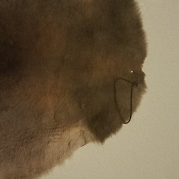 Kangaroo hide - Picture 4 of 4